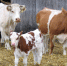boci_cow06.jpg - Газета Перекресток России