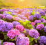 hydrangeas.jpg - Газета Перекресток России