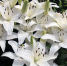 lilium2_3candidum_apollo.jpg - Газета Перекресток России