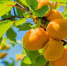 apricots.jpg - Газета Перекресток России